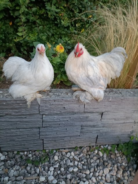 oeufs à couver Pekin pure race (parc coloris melangés)