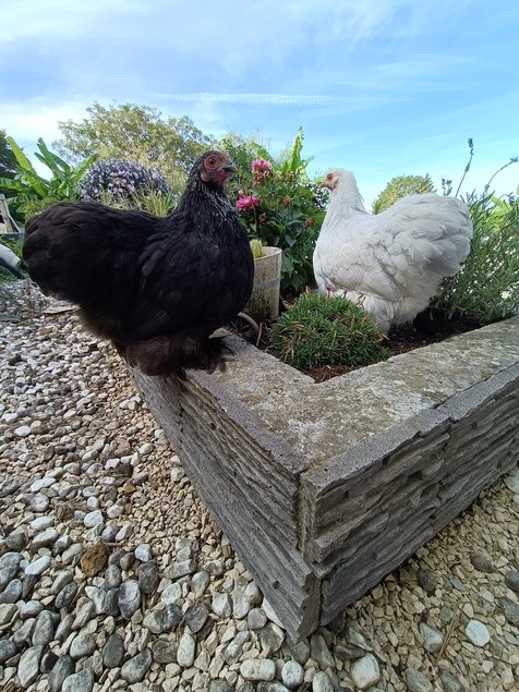 oeufs à couver Pekin pure race (parc coloris melangés)