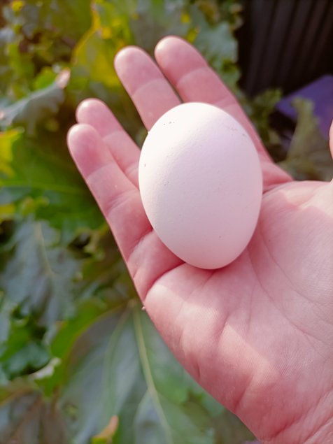 Oeufs à couver de LEGHORN Doré et Doré bleu PURE RACE