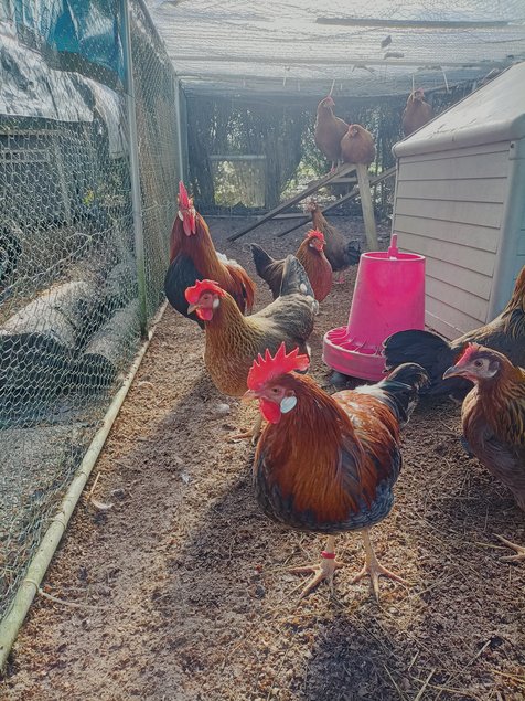 Oeufs à couver de LEGHORN Doré et Doré bleu PURE RACE