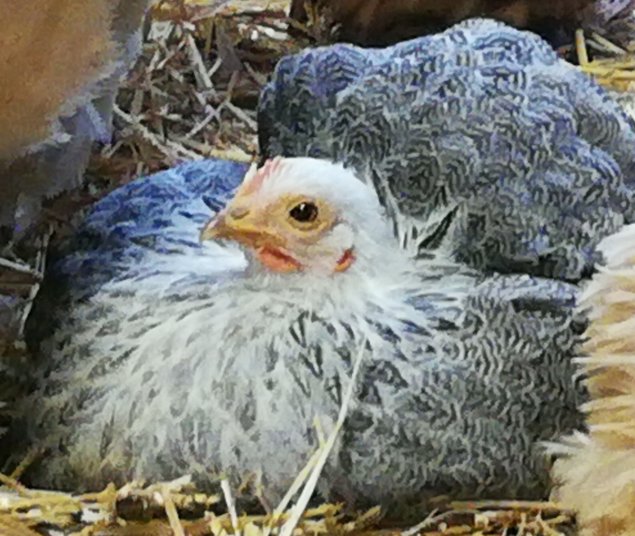 oeufs à couver Pekin pure race (parc coloris melangés)