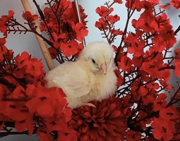 oeufs à couver Pekin pure race (parc coloris melangés)