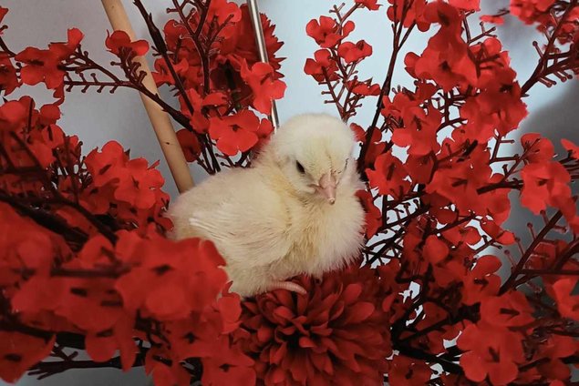 oeufs à couver Pekin pure race (parc coloris melangés)