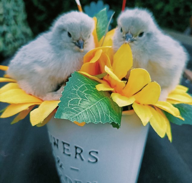 oeufs à couver Pekin pure race (parc coloris melangés)