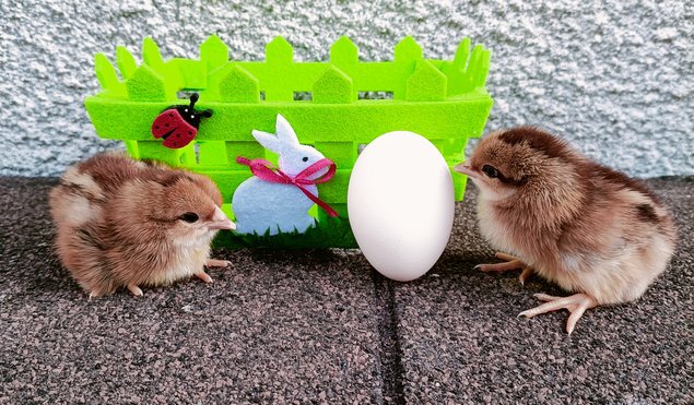 Oeufs à couver de LEGHORN Doré et Doré bleu PURE RACE