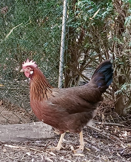 Oeufs à couver de LEGHORN Doré et Doré bleu PURE RACE