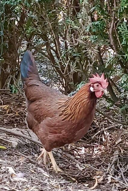 Oeufs à couver de LEGHORN Doré et Doré bleu PURE RACE
