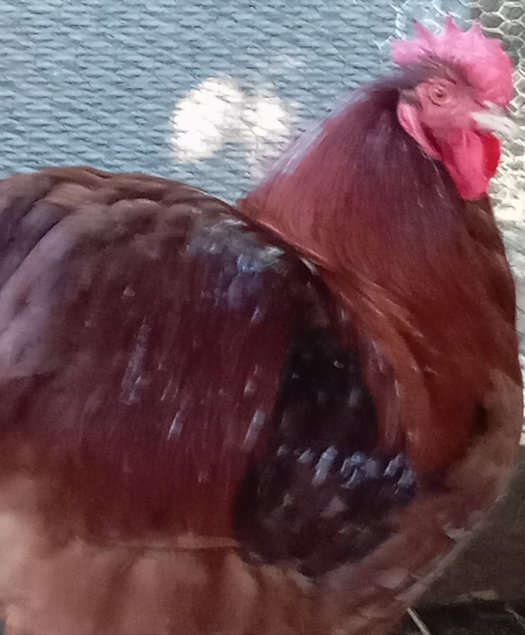 Orpington rouge (coq) + porcelaines mille-fleurs (poules)