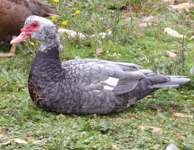 Œufs canne barbarie