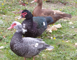 Œufs canne barbarie