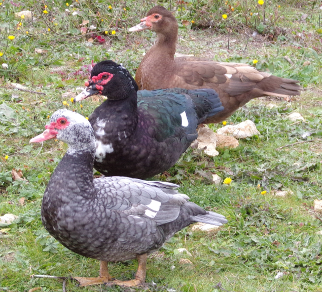 Œufs canne barbarie