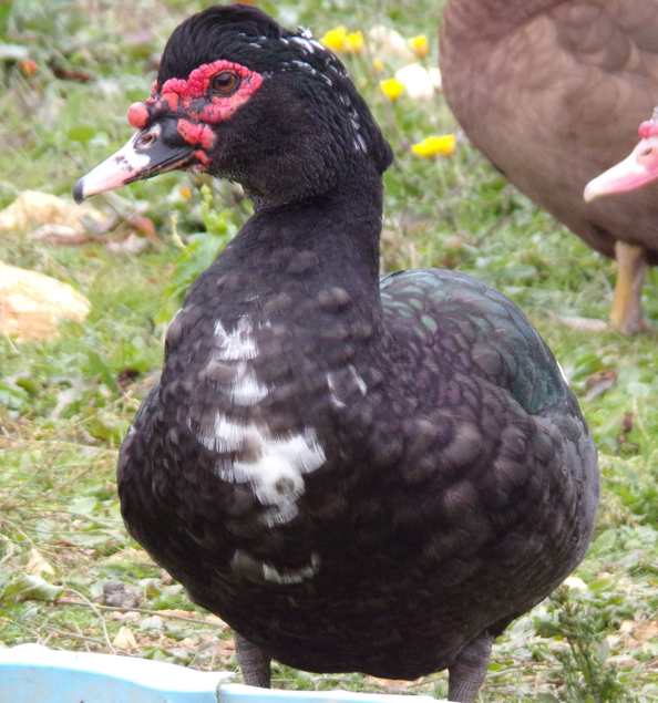 Œufs canne barbarie