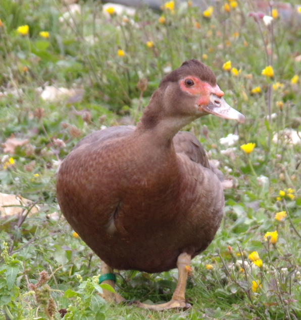 Œufs canne barbarie