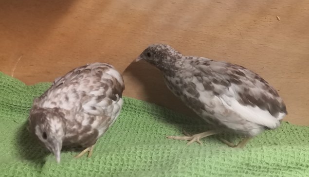 Oeufs cailles de chine