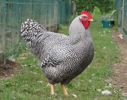 Amrock Barré (grande race)