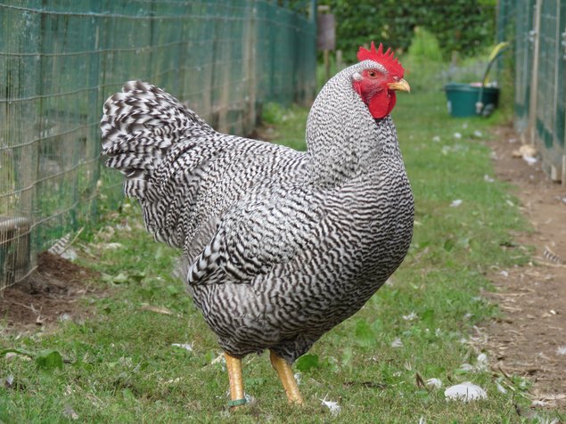 Amrock Barré (grande race)