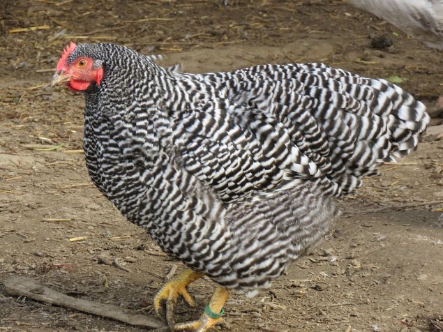 Amrock Barré (grande race)