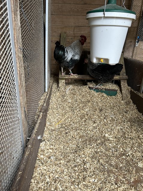 Sussex argenté naine