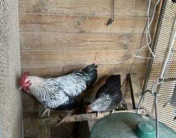 Sussex argenté naine