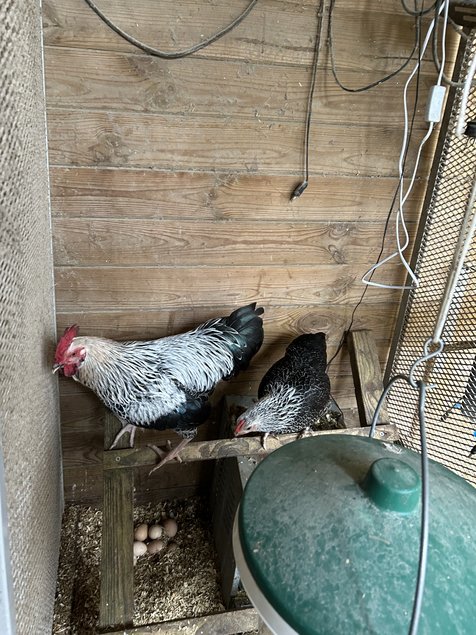 Sussex argenté naine