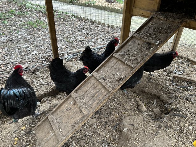 Australorp noire naine