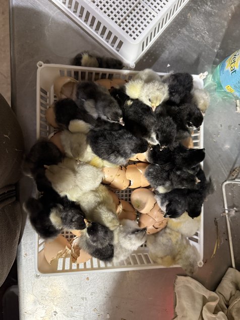 Orpington GR Noir / Bleu / Splash