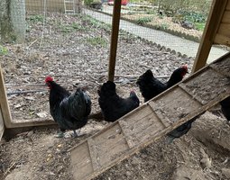 Australorp noire naine