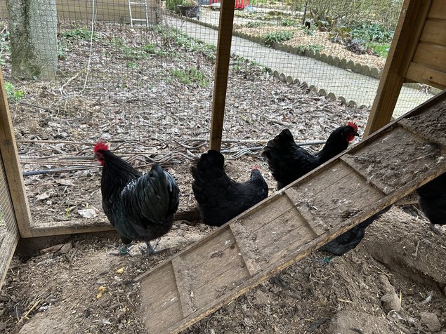 Australorp noire naine
