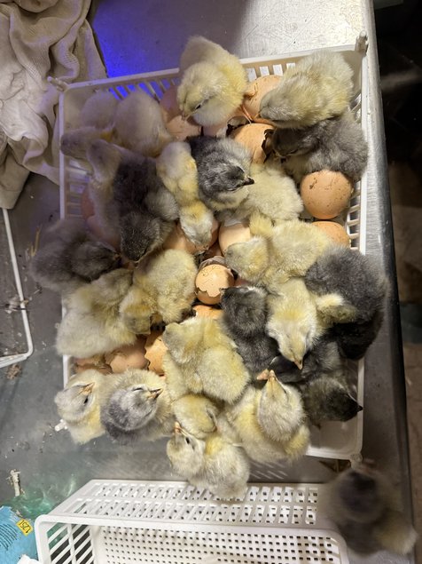 Orpington GR Noir / Bleu / Splash