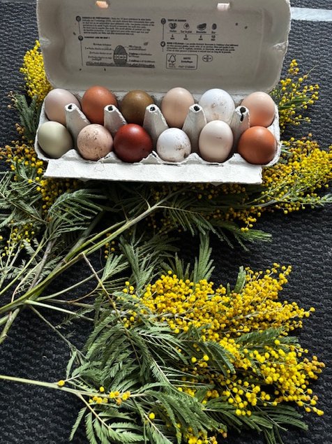 Œufs fécondés à couver. Panier coloré. Marans leghorn f1 f2 cream legbar