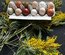 Œufs fécondés à couver. Panier coloré. Marans leghorn f1 f2 cream legbar