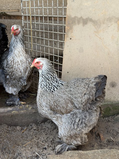 BRAHMA PEDRIX MAILLET ARGENTÉ