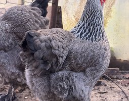 BRAHMA PEDRIX MAILLET ARGENTÉ