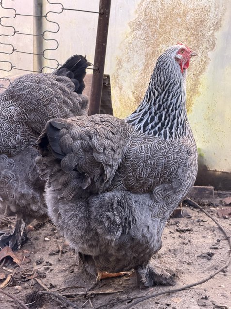 BRAHMA PEDRIX MAILLET ARGENTÉ