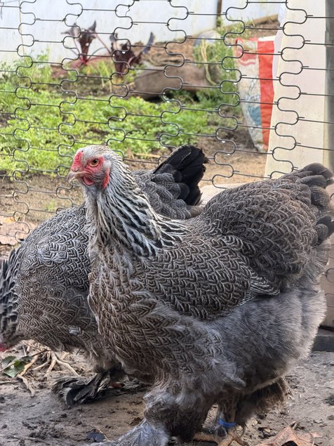 BRAHMA PEDRIX MAILLET ARGENTÉ