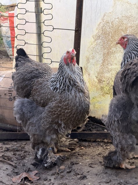 BRAHMA PEDRIX MAILLET ARGENTÉ