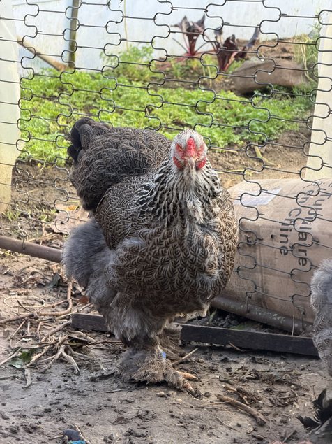 BRAHMA PEDRIX MAILLET ARGENTÉ