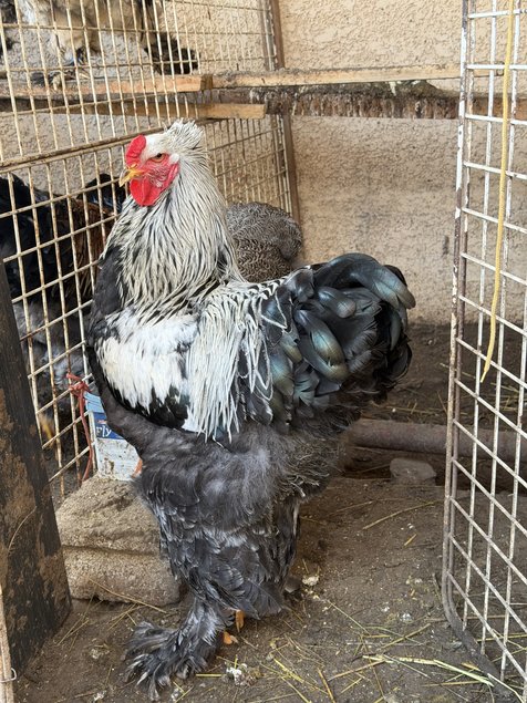 BRAHMA PEDRIX MAILLET ARGENTÉ