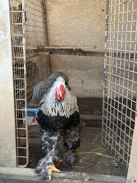 BRAHMA PEDRIX MAILLET ARGENTÉ