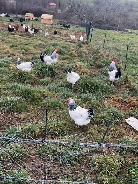 Oeufs Sussex Blanche Herminé Noir