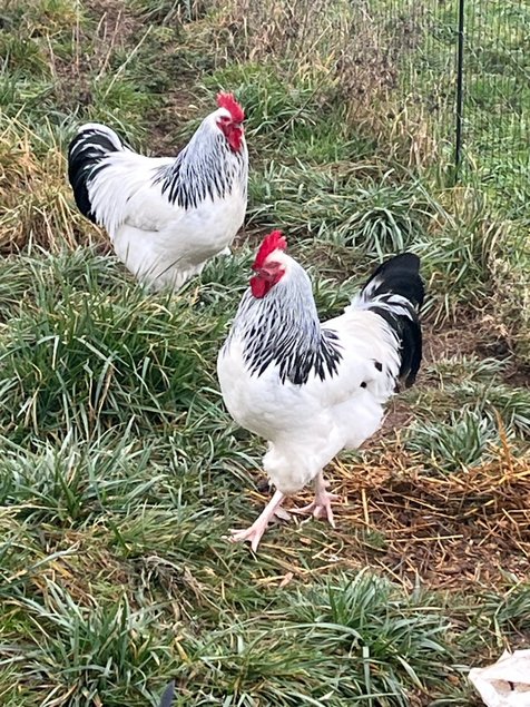 Oeufs Sussex Blanche Herminé Noir