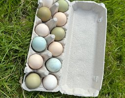 Panier d’œuf fécondés assortiment de vert bleu kaki blanc.