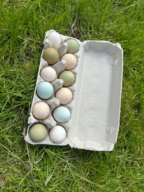 Panier d’œuf fécondés assortiment de vert bleu kaki blanc.