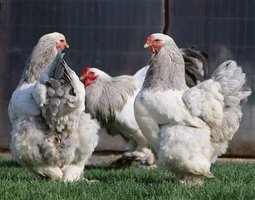 Œufs brahma blanche GR