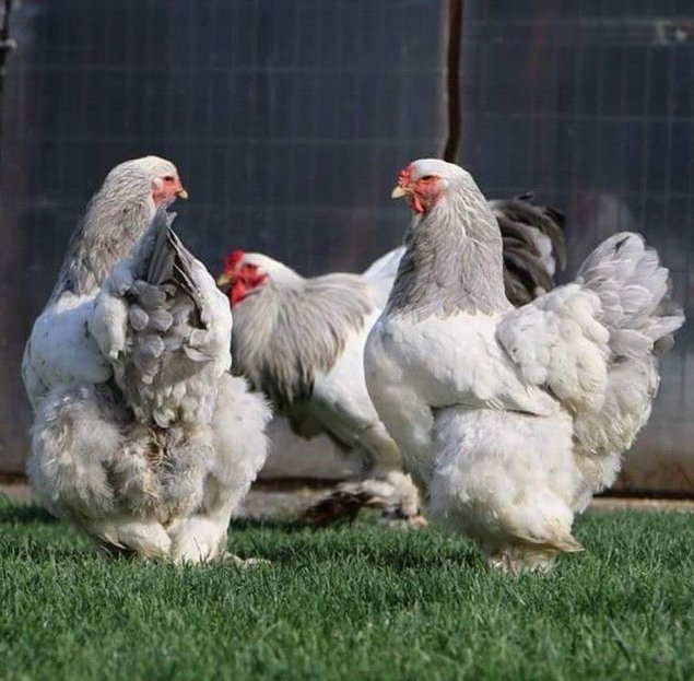 Œufs brahma blanche GR