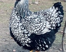 Œufs fécondés wyandotte argentés GR