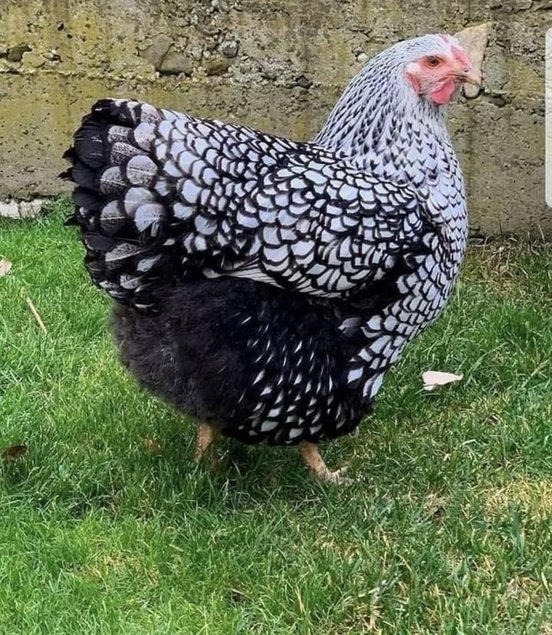 Œufs fécondés wyandotte argentés GR