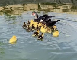 Oeufs canard Barbarie (D’Inde)