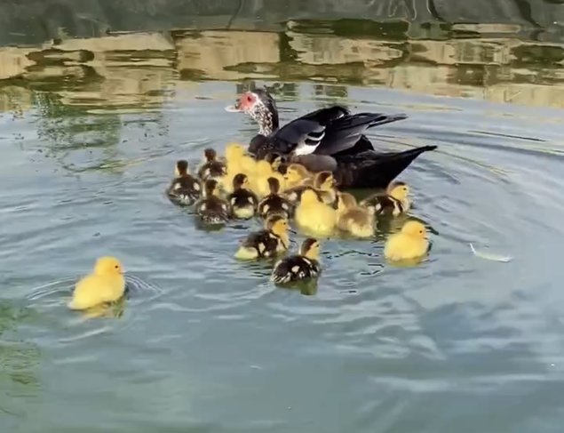 Oeufs canard Barbarie (D’Inde)