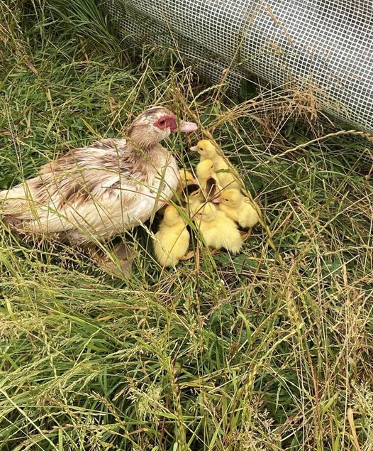 Oeufs canard Barbarie (D’Inde)